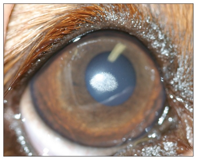 Mineral Deposits In Dogs Eyes